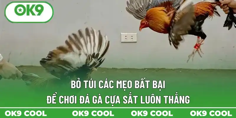 Bỏ túi các mẹo bất bại để chơi đá gà cựa sắt luôn thắng
